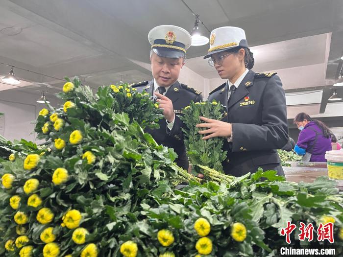 清明节将至 浙江绍兴鲜切菊花出口忙