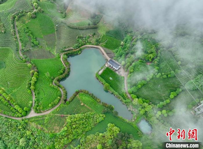 （乡村行·看振兴）浙江武义深耕“茶+”经济 山间翠色促农增收